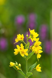 Common loosestrife (Lysimachia vulgaris), Upper Bavaria, Germany