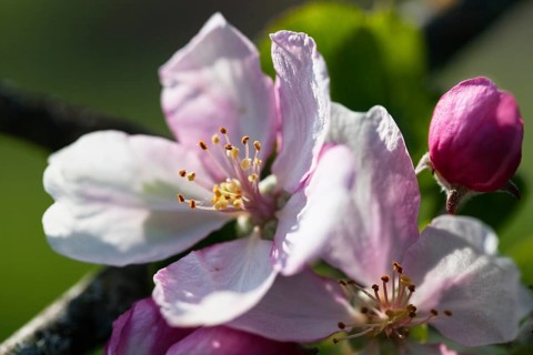 Apple blossom, (Malus spec.), apple tree, spring, Upper Bavaria, Germany