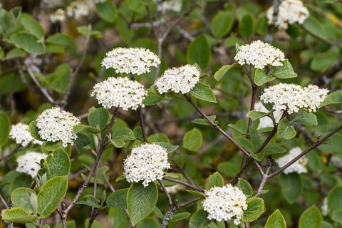Viburnum lantana (Viburnum lantana), shrub, flowering, Upper Bavaria, Germany