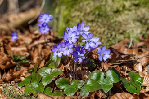 Liverwort (Hepatica nobilis), flowering, spring, Upper Bavaria, Germany