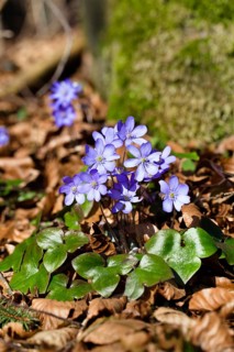 Liverwort (Hepatica nobilis), flowering, spring, Upper Bavaria, Germany