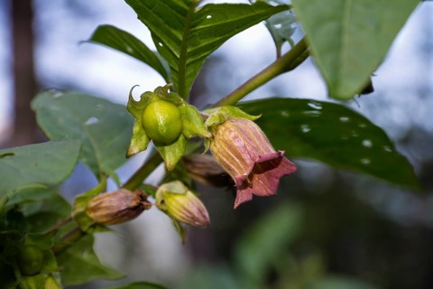 Belladonna flowering, (Atropa belladonna), Bavaria, Germany