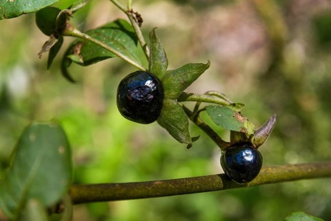 Belladonna (Atropa belladonna), fruits, Bavaria, Germany