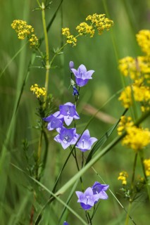 Round-leaved bellflower (Campanula rotundifolia), Lady's bedstraw (Galium verum), Upper Bavaria,