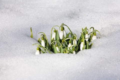Snowdrop (Galanthus nivalis) in the snow, early spring, Upper Bavaria, Germany
