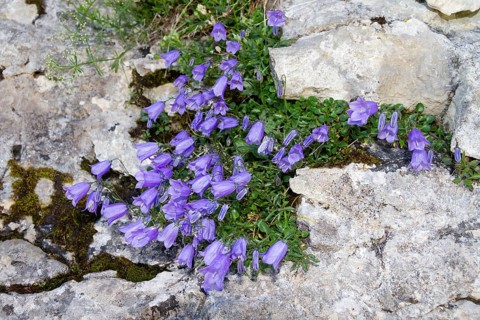 Zwergglockenblume (Campanula cochleariifolia), Oberbayern, Alpen, Deutschland / Bellflower