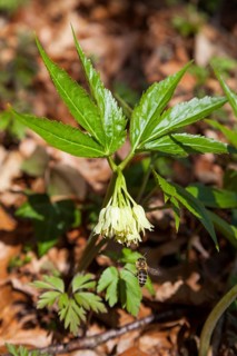 Nine-leaved toothwort (Dentaria enneaphyllos), with bee, Upper Bavaria, Germany
