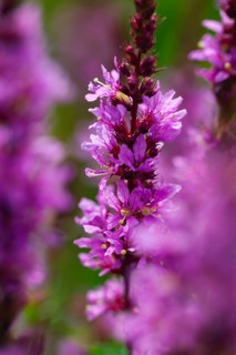 Purple loosestrife (Lythrum salicaria), Bavaria, Germany
