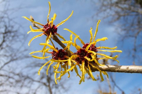Witch hazel (Hamamelis spec.) in the garden, flowering, spring, Bavaria, Germany