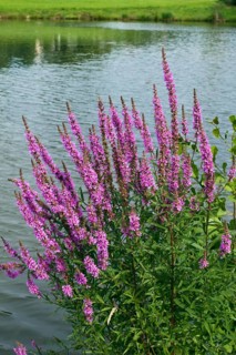 Purple loosestrife (Lythrum salicaria), by the water, Upper Bavaria, Germany