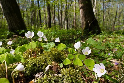 Wood sorrel (Oxalis acetosella), in deciduous forest, spring, Upper Bavaria, Germany