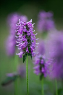 Healing willow (Stachys officinalis), inflorescence, close-up, Upper Bavaria, Germany