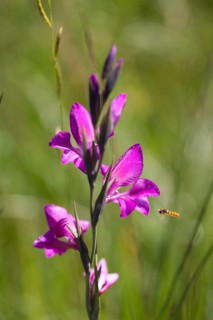 Swamp gladiolus (Gladiolus palustris), Upper Bavaria, Germany