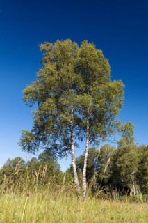 Bog birch (Betula pubescens), Tree of the Year 2023, Upper Bavaria, Germany