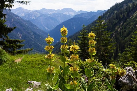 Gellber gentian (Gentiana lutea), Ammergau Alps, Upper Bavaria, Germany