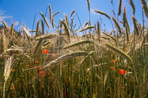 Rye field (Secale cereale), with poppies, Upper Bavaria, Germany