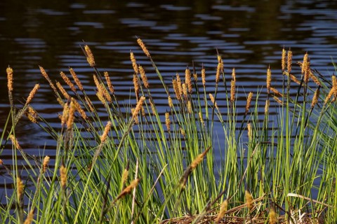 Carex elata (Carex elata), Moorsee, Upper Bavaria, Germany