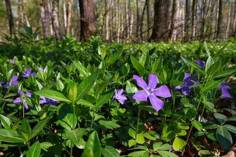 Lesser periwinkle (Vinca minor), in deciduous forest, spring, Upper Bavaria, Germany