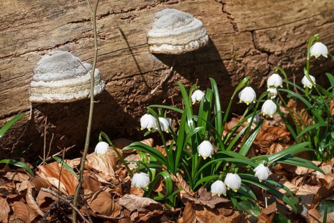 Tinder fungus (Fomes fomentarius), and spring snowflake (Leucojum vernum), deciduous forest, Upper