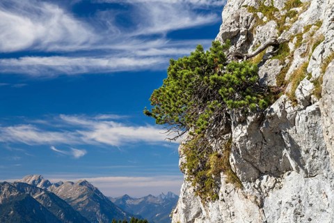 Mountain pine (Pinus mugo), mountain pine in rocky region, mountain pine, Alps, Austria