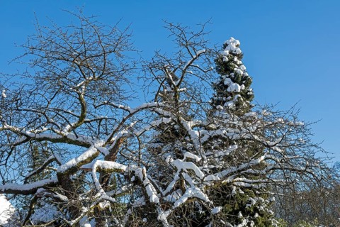 Snowy trees, winter, snow, Sieversen, Samtgemeinde Rosengarten, Lower Saxony, Germany