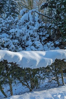 Snowy trees, hedge, winter, snow, Sieversen, Samtgemeinde Rosengarten, Lower Saxony, Germany
