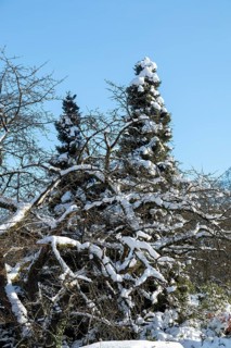 Snowy trees, winter, snow, Sieversen, Samtgemeinde Rosengarten, Lower Saxony, Germany