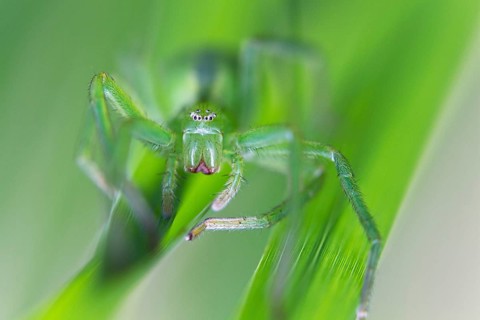 Green huntsman spider (Micrommata virescens), camouflaged in the grass, close-up, Upper Bavaria,