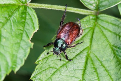 Garden chafer (Phyllopertha horticola), Upper Bavaria, Germany