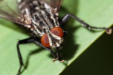 Insect, flesh fly (Sarcophaga sp.), fly eyes, compound eyes, Bavaria, Germany
