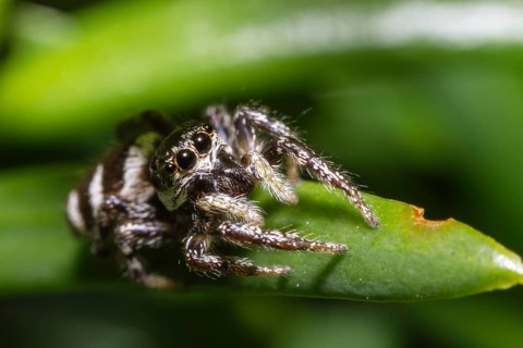 Zebra jumping spider (Salticus scenicus), Upper Bavaria, Germany