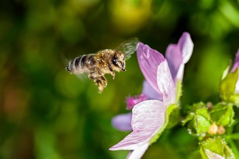 Honey bee (Apis mellifera), in flight on a mallow flower (Malva moschata), Upper Bavaria, Germany