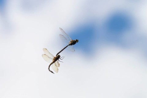 Peat mosaic dragonfly (Aeshna juncea), mating, male and female in flight, Alps, Upper Bavaria,
