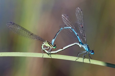 Horseshoe damselflies, mating wheel, (Coenagrion puella), Upper Bavaria, Germany