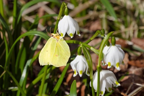 Lemon butterfly, Gonepteryx rhamni, on fairy tale cups, spring knot flowers, Leucojum vernum,