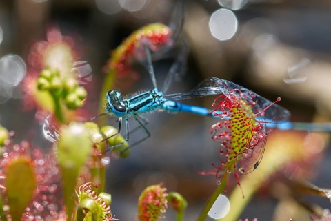Oblong-leaved sundew (Drosera intermedia), with captured horseshoe crab (Coenagrion puella),