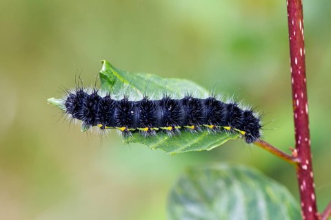 Small emperor moth (Saturnia pavonia), young caterpillar, Upper Bavaria, Germany