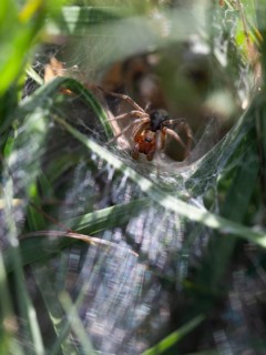 Labyrinth spider (Agelena labyrinthica), funnel-web spider, Upper Bavaria, Germany