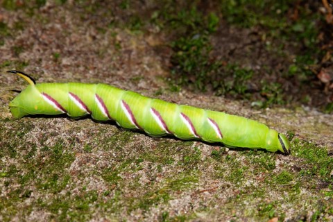 Caterpillar of the privet hawkmoth (Sphinx ligustri), Upper Bavaria, Germany