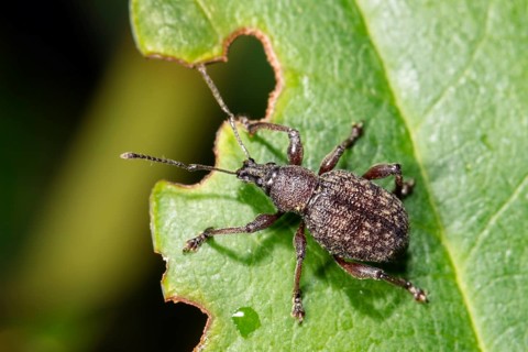 Large European weevil (Otiorhynchus sulcatus), pest on rhododendron leaf with feeding picture,