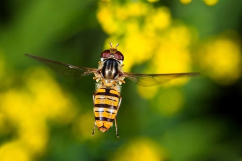 Common winter hoverfly (Episyrphus balteatus), flying, Upper Bavaria, Germany