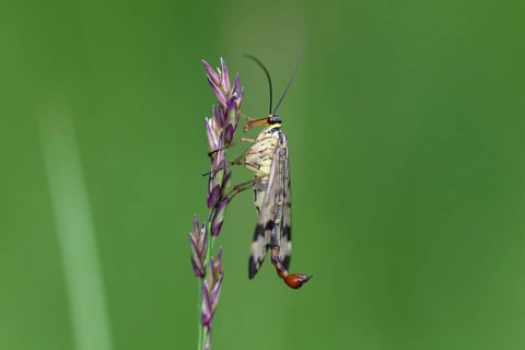 Scorpion fly (Panorpa communis), male, Upper Bavaria, Germany