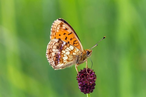 Dark Green Fritillary (Brenthis ino), on great burnet (Sanguisorba officinalis), Upper Bavaria,