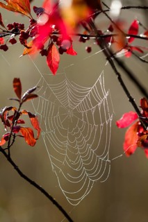 Spider's web of a wheel web spider (Araneidae) in a European monkey puzzle (Euonymus europaea),