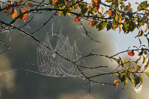 Spider web, wheel web spider, (Araneidae) in deciduous tree with dew drops, autumn, Upper Bavaria,