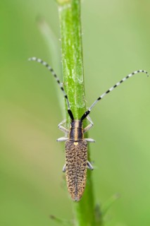 Thistle buck (Agapanthia cardui), Upper Bavaria, Germany
