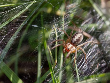 Labyrinth spider (Agelena labyrinthica), funnel-web spider, Upper Bavaria, Germany