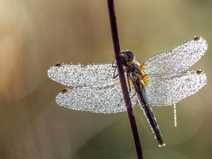 Black Darter (Sympetrum danae), female with dewdrops, Upper Bavaria, Germany