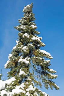 Snowy conifer, winter, snow, Sieversen, Samtgemeinde Rosengarten, Lower Saxony, Germany