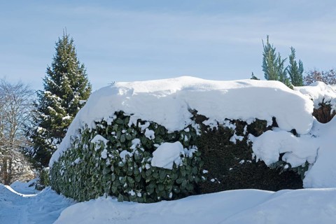 Snowy conifer, hedge, winter, snow, Sieversen, Samtgemeinde Rosengarten, Lower Saxony, Germany